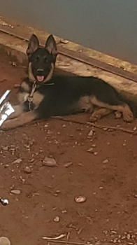 Oferta cachorro pastor aleman macho ubicado en santo domingo y tiene s