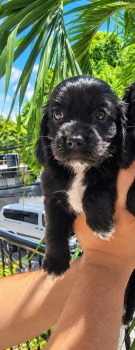 cocker spaniel