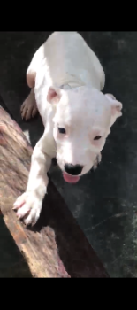 Dogo argentino