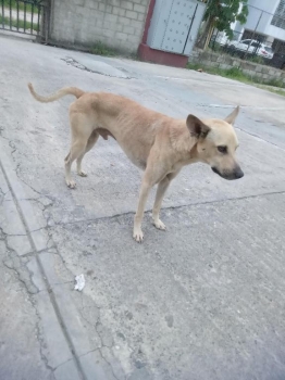 Perro guardián adulto