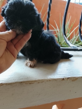 Oferta cachorro shih tzu hembra ubicado en santo domingo y tiene su va