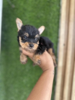 Yorkie toy macho