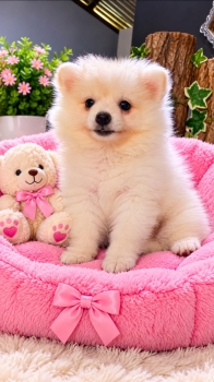 Oferta cachorro pomerania hembra en ubicado en santo domingo y tiene s