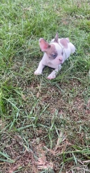 Oferta cachorro bulldog frances macho con su vacuna al dia en santo do