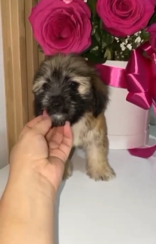 Oferta cachorro shipoo hembra en santo domingo y vacuna al dia