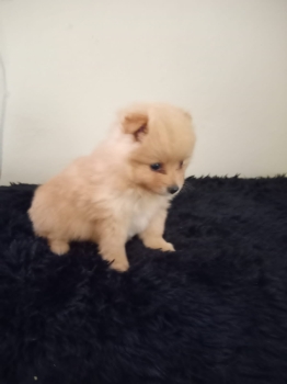 Cachorro pequeño peludo