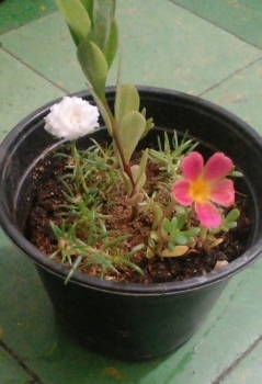 Maceta con variedad de plantas y flores
