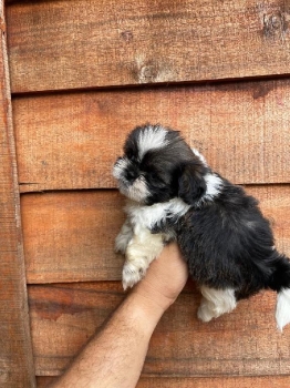 Oferta cachorro shih tzu ambos sexo ubicado en santo domingo y tiene s