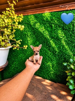 Oferta cachorro chihuahua macho mini ubicado en santo domingo y tiene