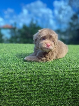 Shipoo exótico macho