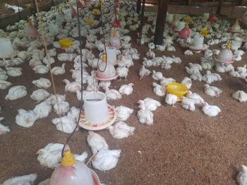 Venta de pollo al por mayor granja .cell 8493576218