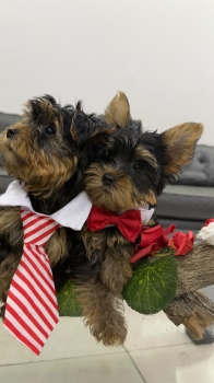 Yorkshire terrier disponibles - 3 hembras y 2 machos