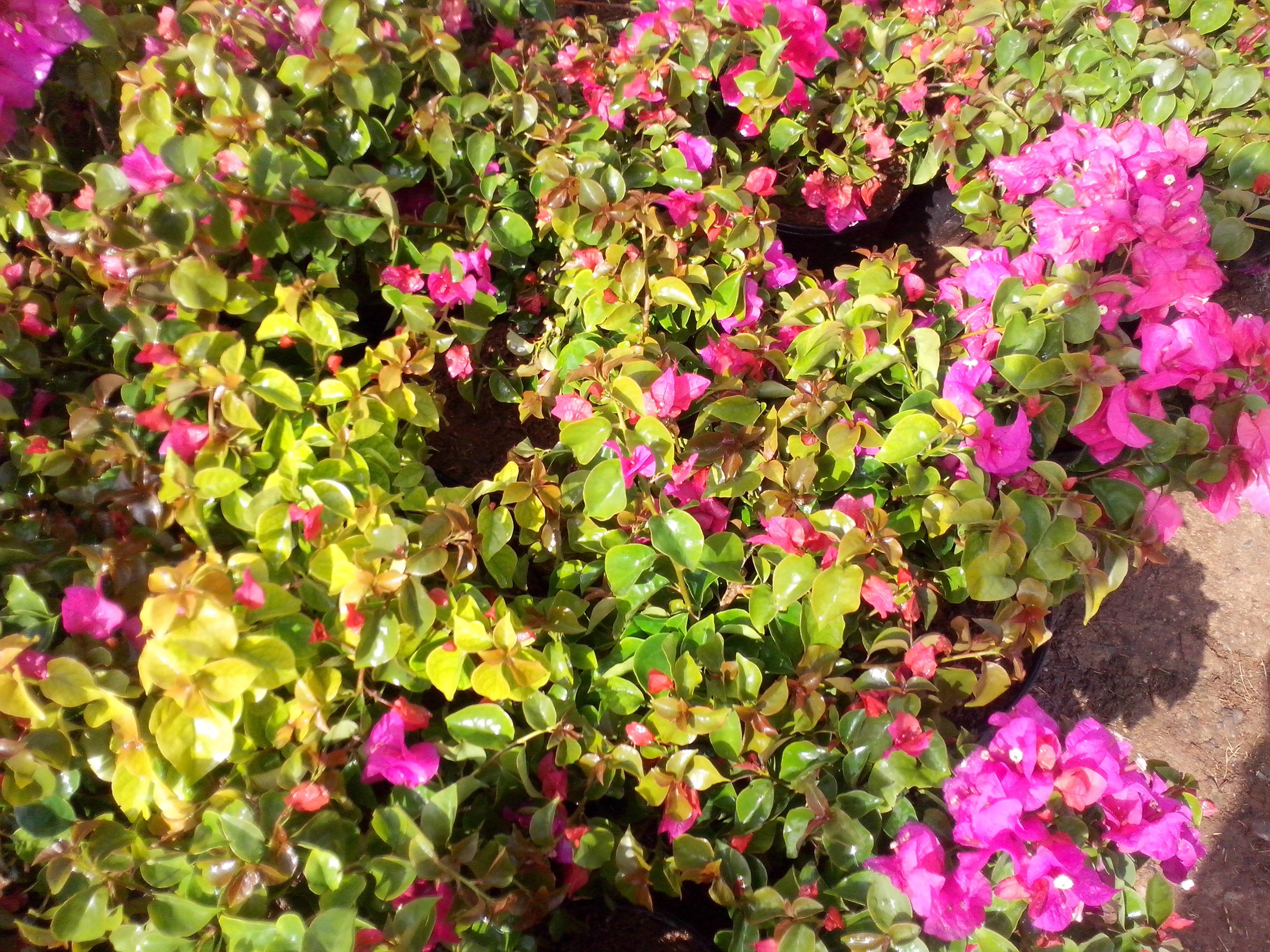 venta de plantas ornamentales - lapulga.com.do | La Pulga Virtual