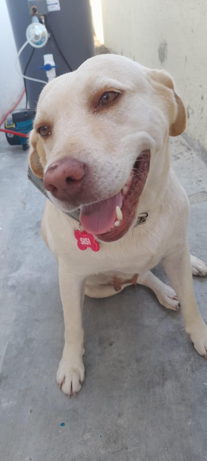 perro labrador perro bueno para los  niño y buena compañia Foto 6791593-6.jpg