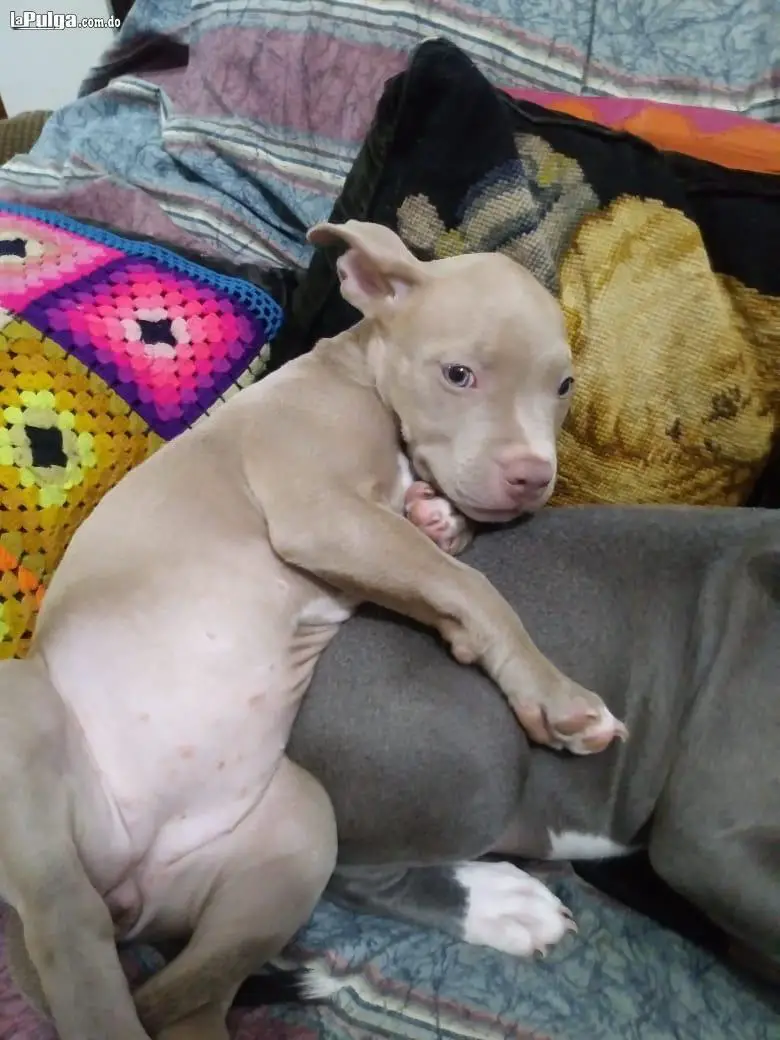 Pitbulls Bully Blue