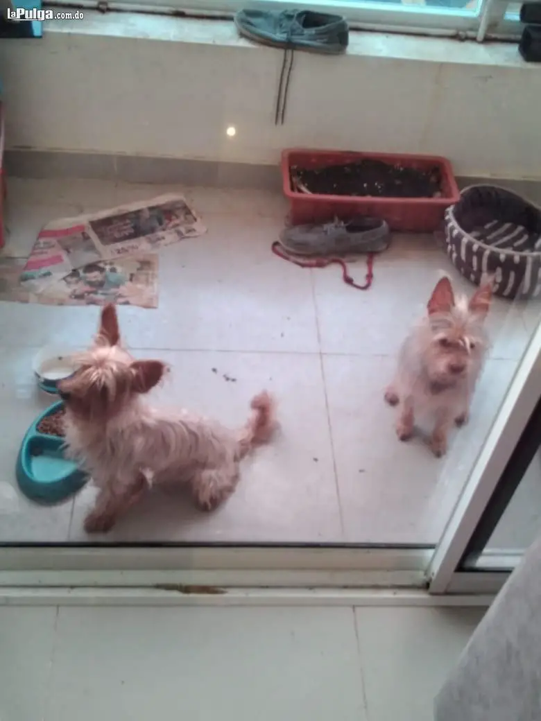 Cachorros Yorkshire Terrier Yorkie