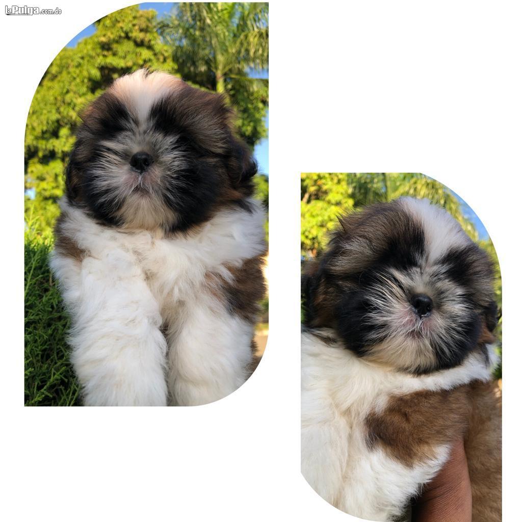 hermoso shih tzu macho disponible  | La Pulga Virtual