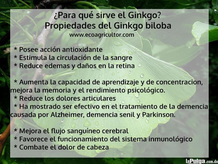 GINGO BILOBA ginkgo plantas hierbas medicina natural en santo domingo  Foto 7140615-1.jpg