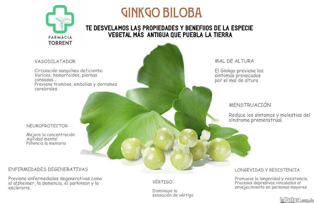 GINGO BILOBA ginkgo plantas hierbas medicina natural en santo domingo  Foto 7140615-2.jpg