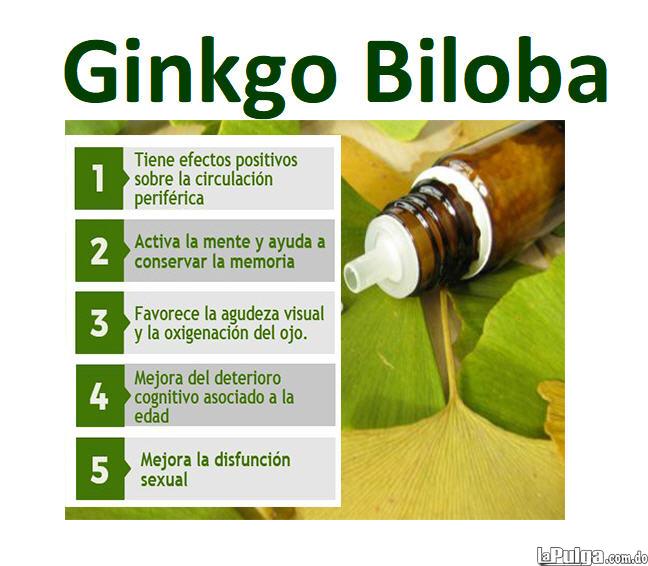 GINGO BILOBA ginkgo plantas hierbas medicina natural en santo domingo  Foto 7140615-3.jpg