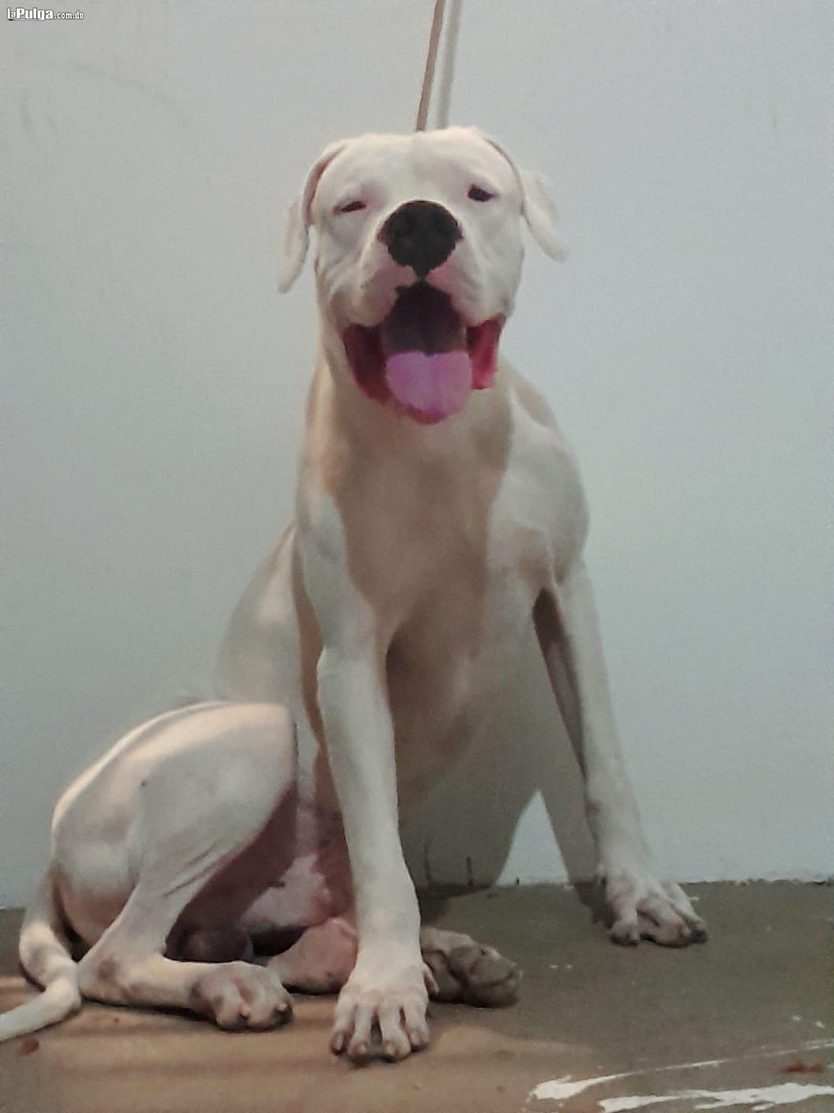 Cachorros Dogo argentino con pedigri  Foto 7158988-1.jpg
