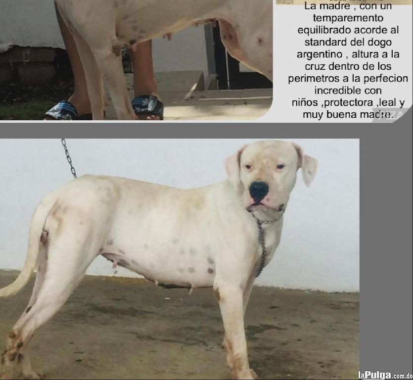Cachorros Dogo argentino con pedigri  Foto 7158988-5.jpg