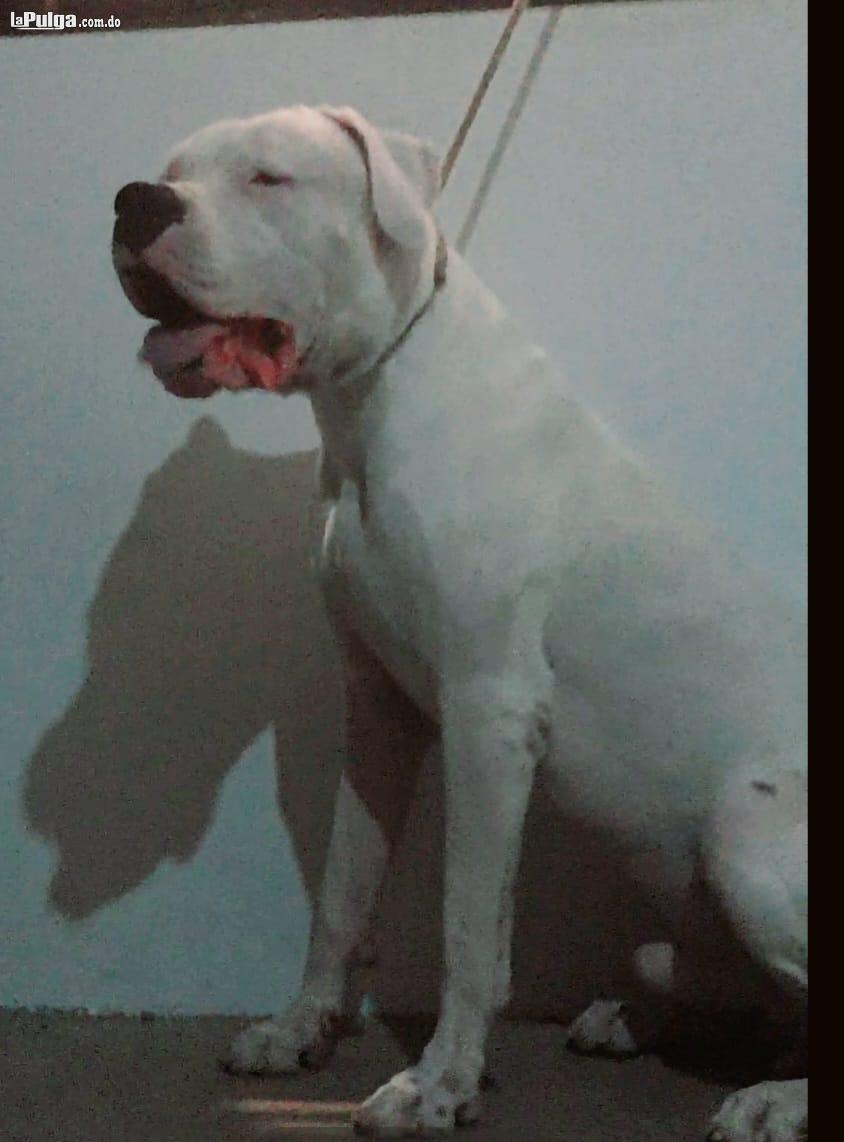 Perros Dogo Argentino con papeles FCi  //pedigri  Foto 7158989-3.jpg