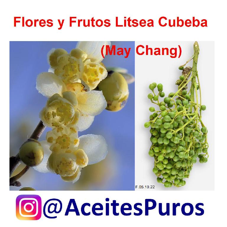 LITSEA CUBEBA may chang aceite antibacterial antifungico de  Foto 7164521-Y3.jpg