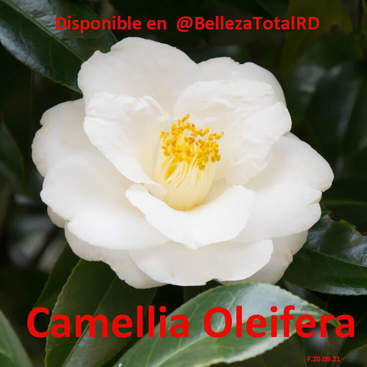 CAMELLIA Camilia sinensis oleifera japonica aceite y flores Foto 7165137-1.jpg