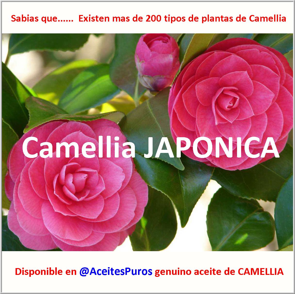CAMELLIA Camilia sinensis oleifera japonica aceite y flores Foto 7165137-4.jpg