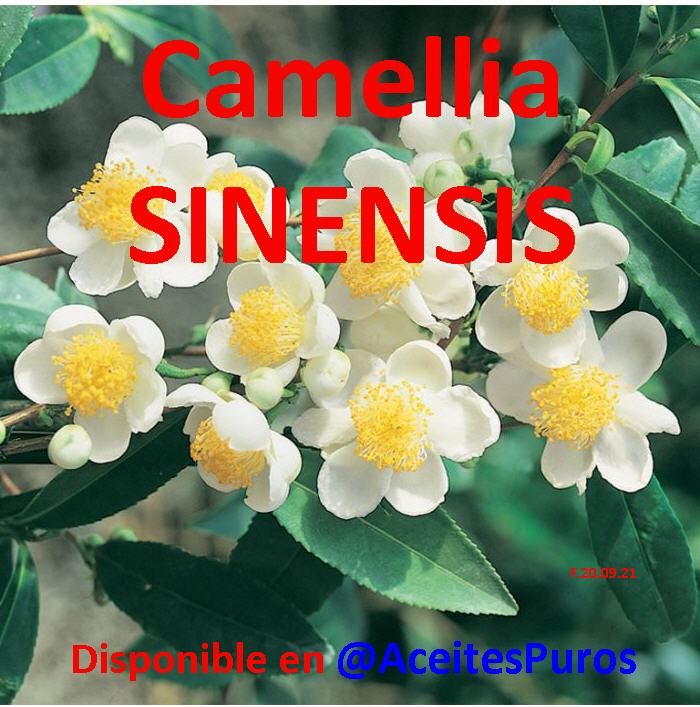 CAMELLIA Camilia sinensis oleifera japonica aceite y flores Foto 7165137-5.jpg