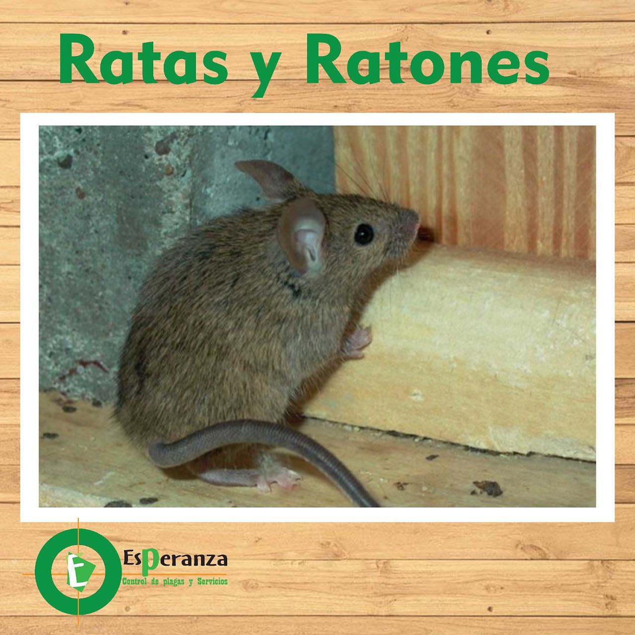 Tratamiento para Ratones Ratas y Roedores Foto 7165245-1.jpg