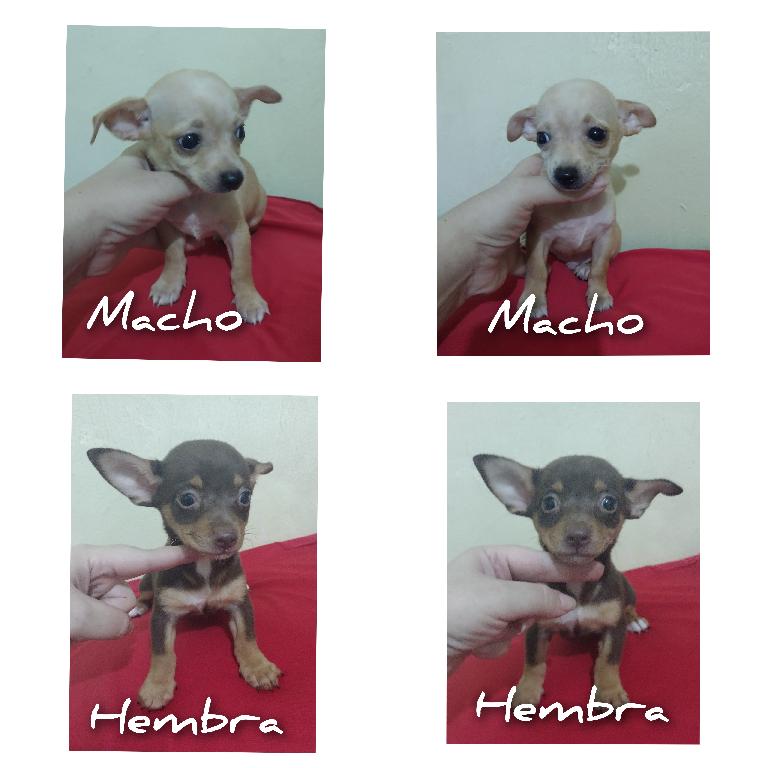 Chihuahuas Foto 7171129-1.jpg