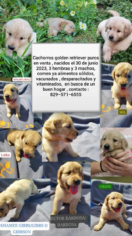 Hermosos golden retriever cachorros en venta  Foto 7172062-M1.jpg