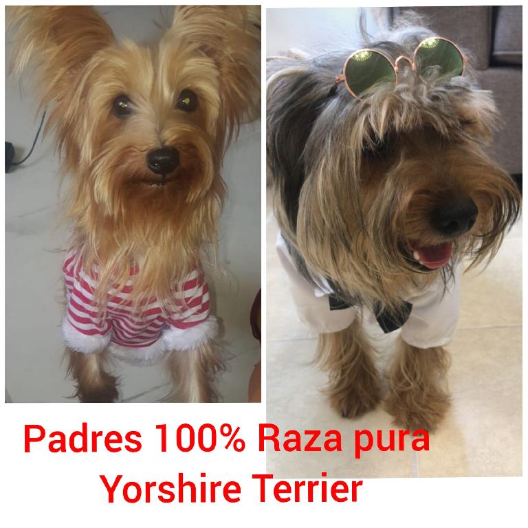 Yorkshire Terrier 100 de raza pura Foto 7194567-1.jpg