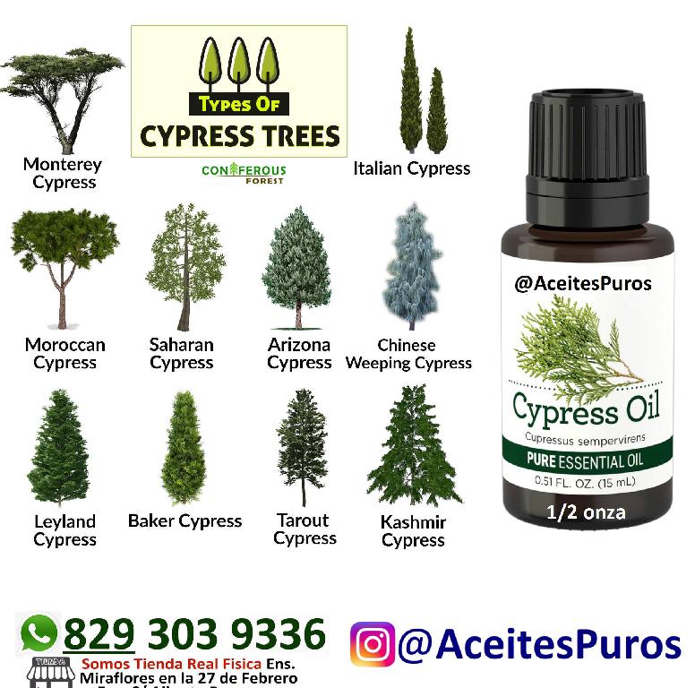 Aceite esencial puro original de cipress cypress cipres Foto 7196219-3.jpg