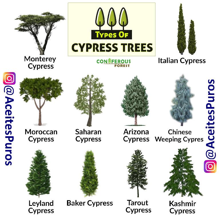 Aceite esencial puro original de cipress cypress cipres Foto 7196219-4.jpg