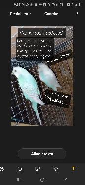 Aves de todas las razas papillera joven y ya reproductora. Foto 7200492-1.jpg
