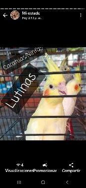 Aves de todas las razas papillera joven y ya reproductora. Foto 7200492-10.jpg