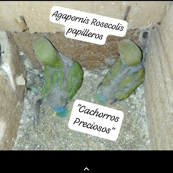 Aves de todas las razas papillera joven y ya reproductora. Foto 7200492-2.jpg