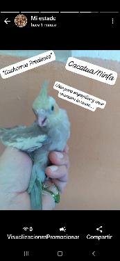 Aves de todas las razas papillera joven y ya reproductora. Foto 7200492-5.jpg