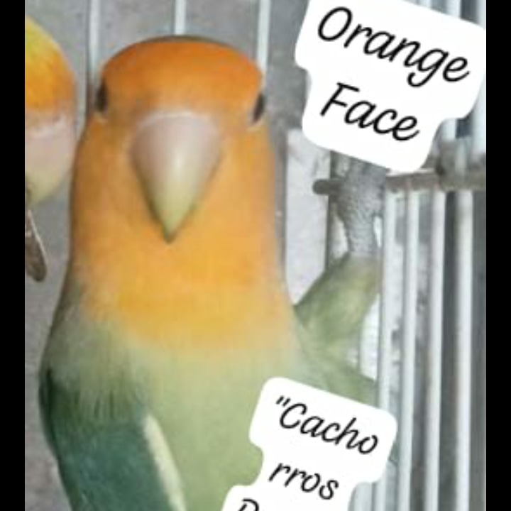 Aves de todas las razas papillera joven y ya reproductora. Foto 7200492-7.jpg