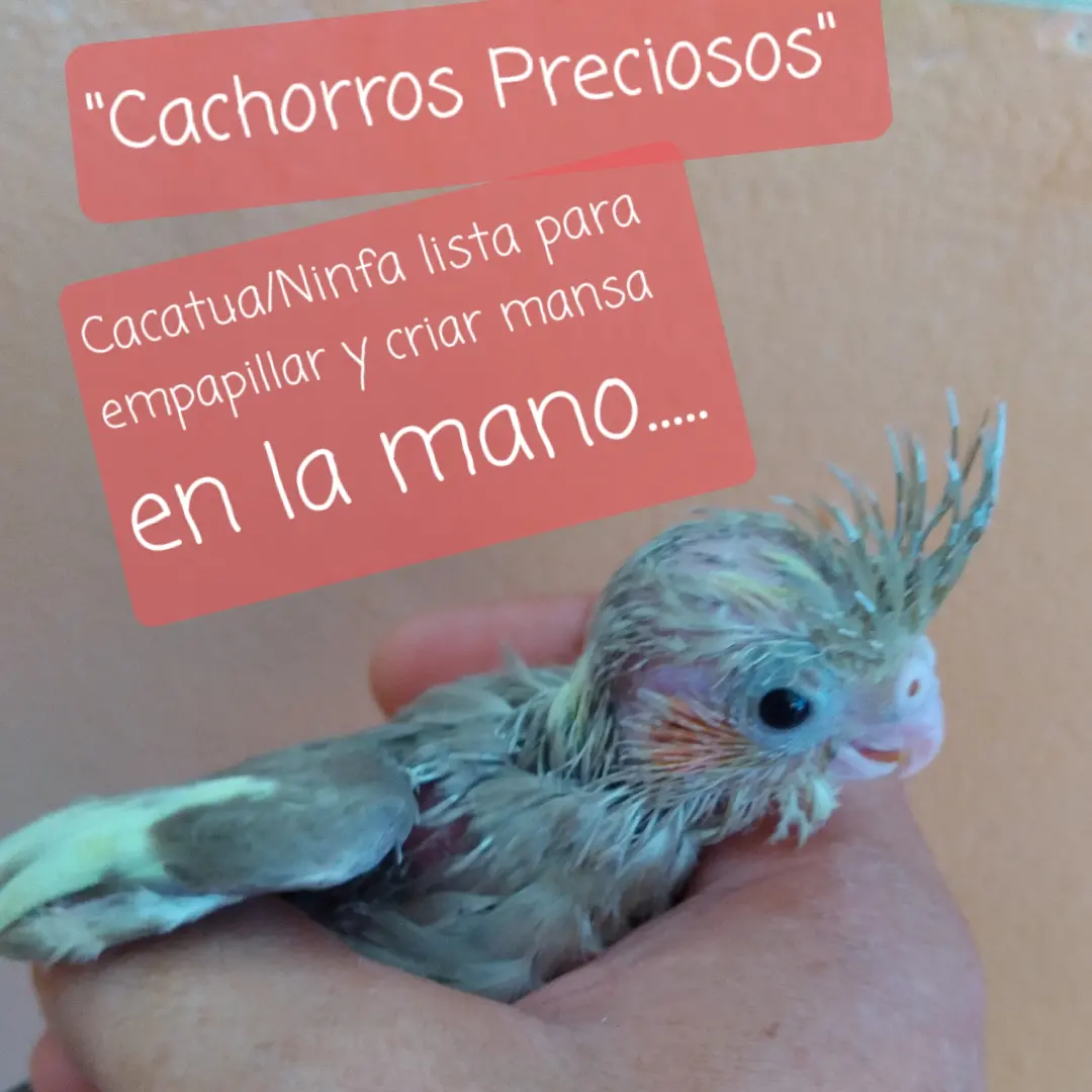 Aves de todas las razas papillera joven y ya reproductora. Foto 7200492-8.jpg