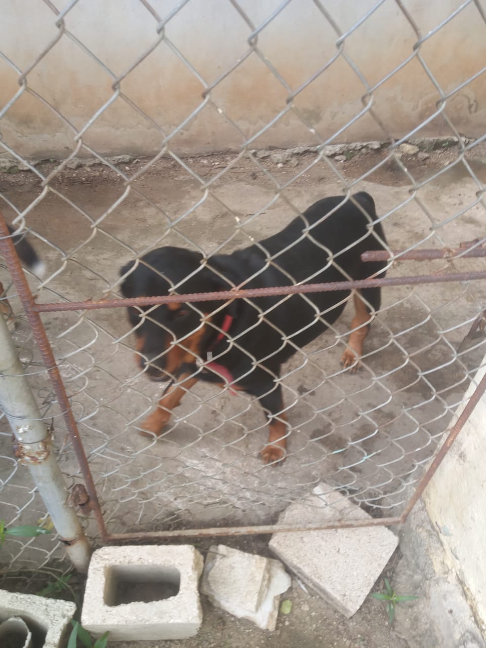 Cachorra Rottweiler Hembra en La Romana Foto 7222466-g1.jpg