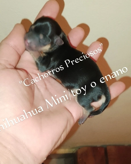 Chihuahua Enanos Foto 7225028-1.jpg