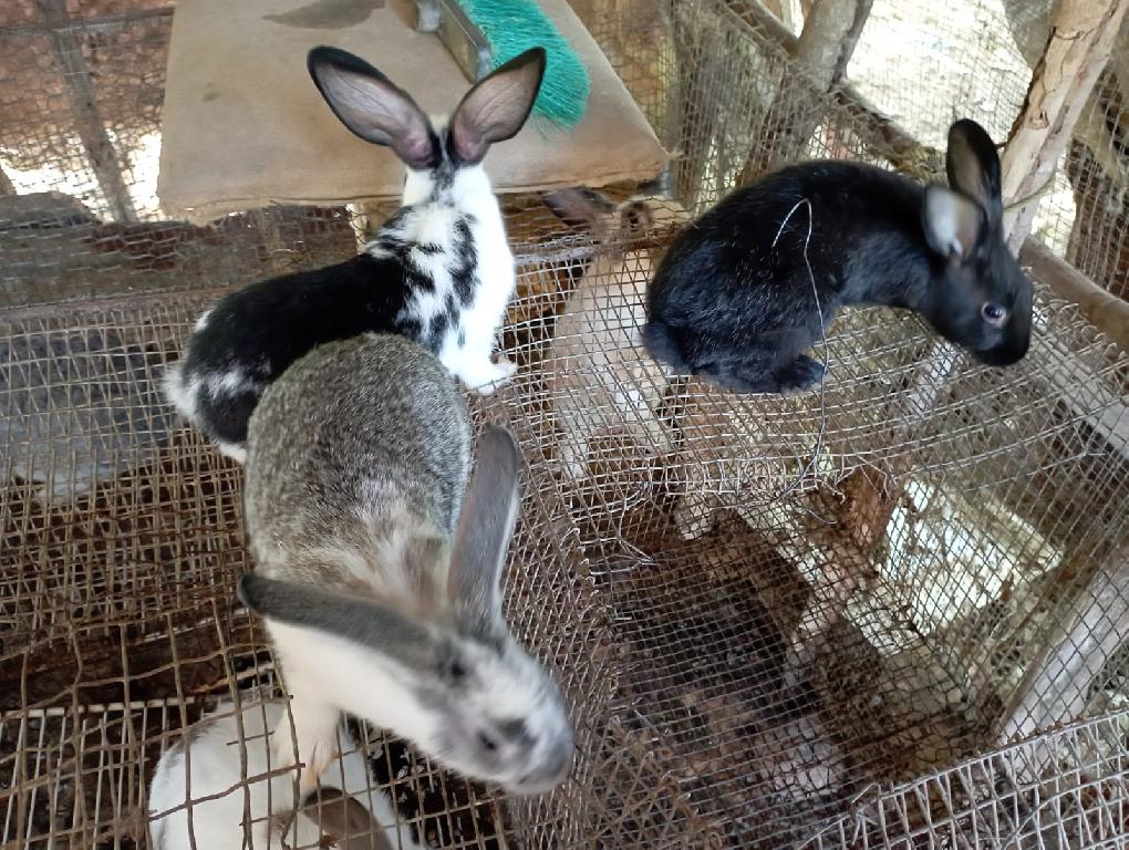 Venta de conejos  en Santo Domingo Este Foto 7226980-2.jpg