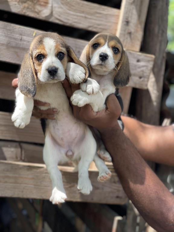Cachorros beagles  Foto 7229690-1.jpg
