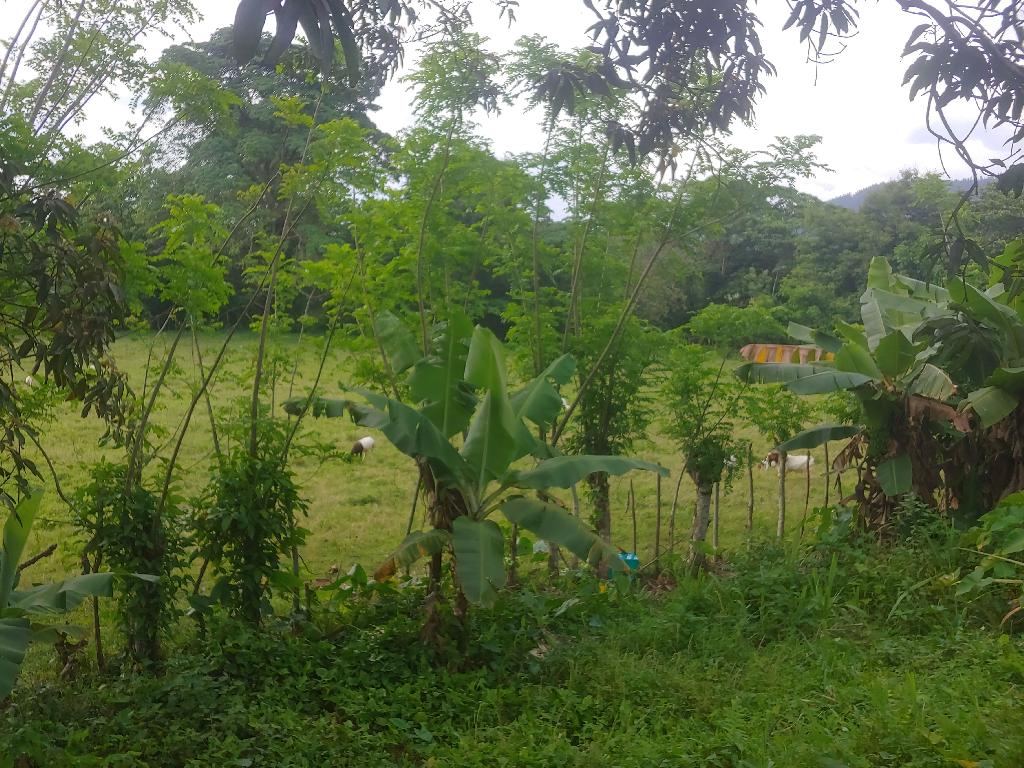 Vendo Hermosa Tierra con dos casas en Bonao y es una Finca de 39 Tarea Foto 7231578-4.jpg