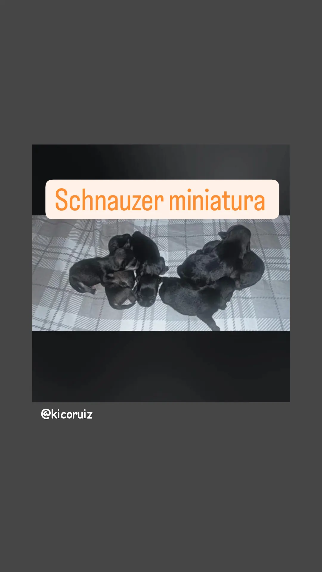 Cachorro Schnauzer miniatura  Foto 7234289-7.jpg