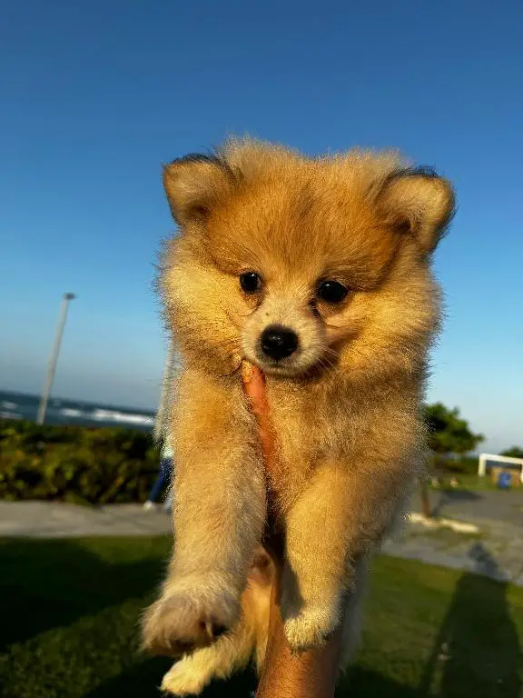 Hermosos cachorros pomeraniaAmbos sexos disponibles Foto 7234692-4.jpg